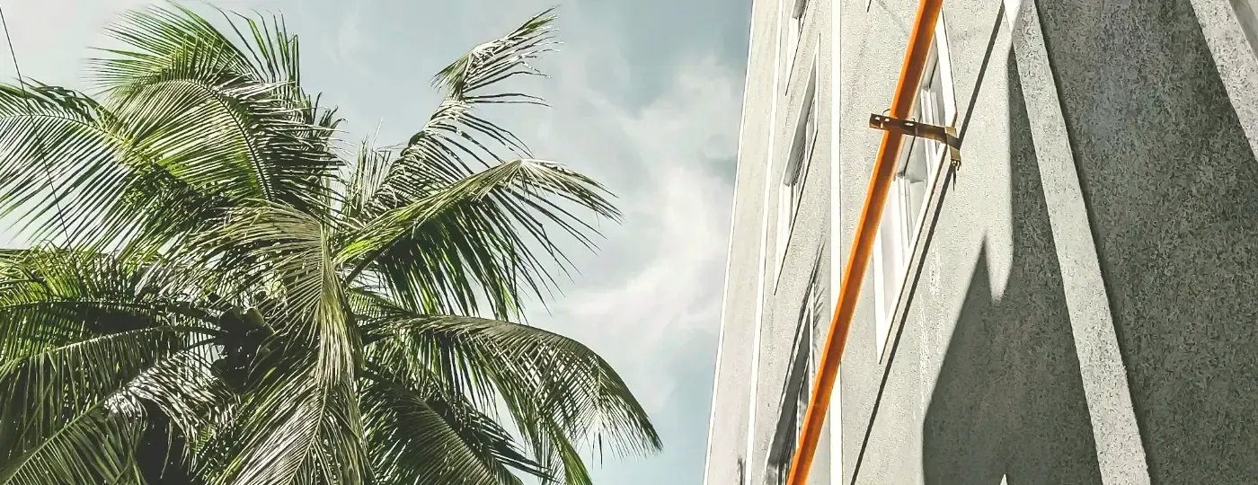 A palm frond against the wall of an apartment building under a blue sky