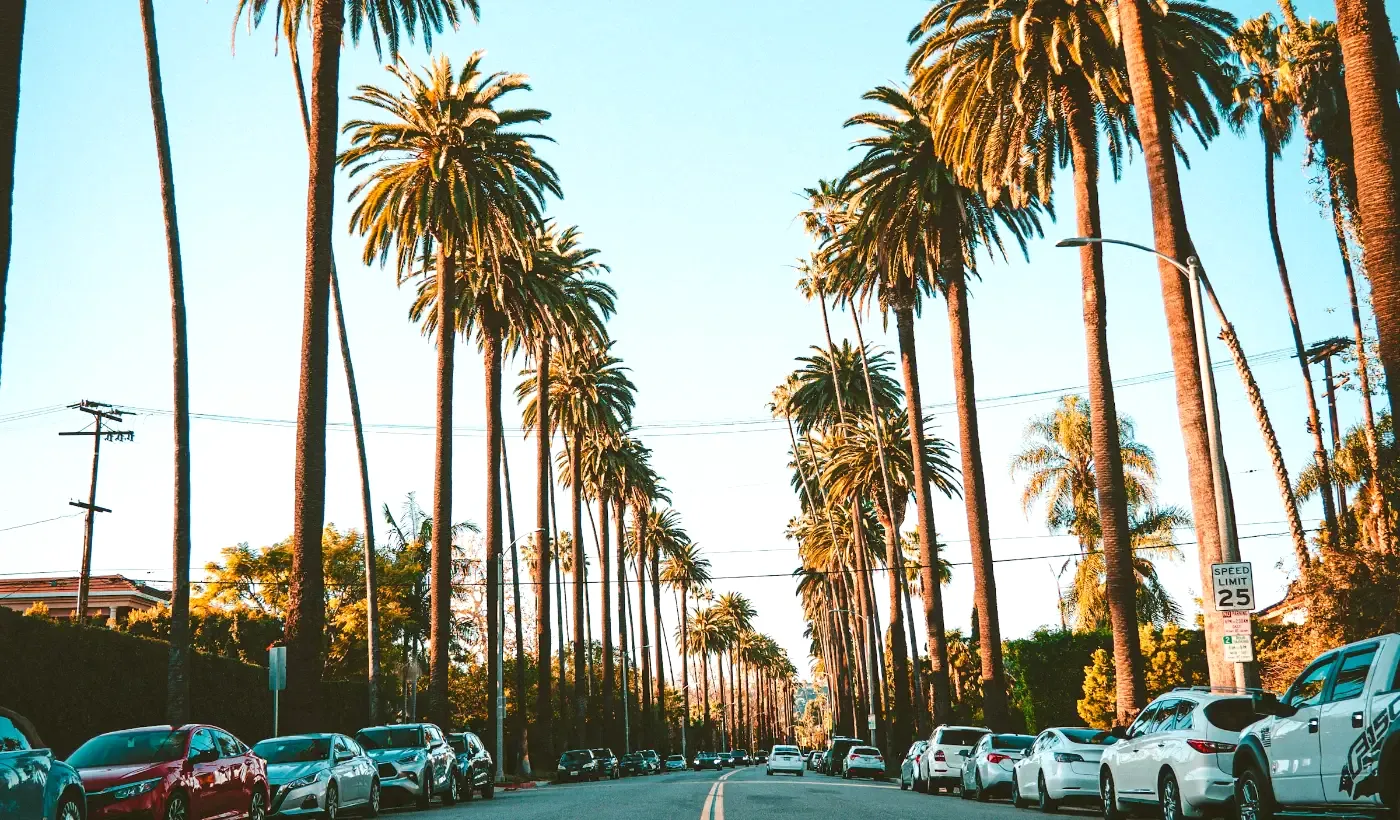 A Los Angeles street lined with tall palm trees in late afternoon light